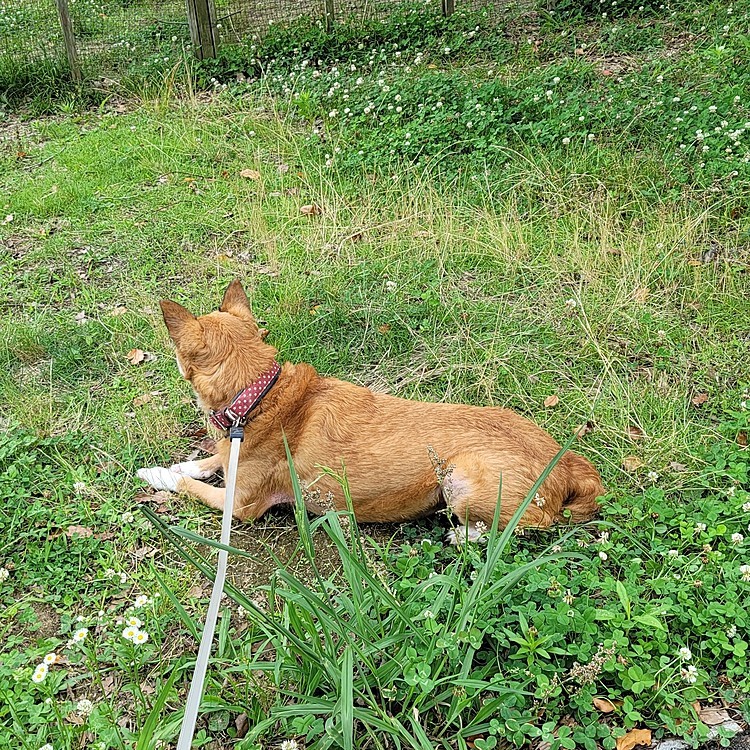 ドッグランにて🐕
ドッグがランしない😖