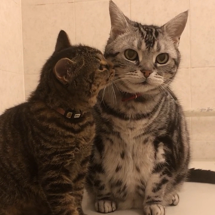 はじめまして。
みかんとけんです❣️
猫好きさんと仲良くなりたいです🐈
よろしくお願いします！