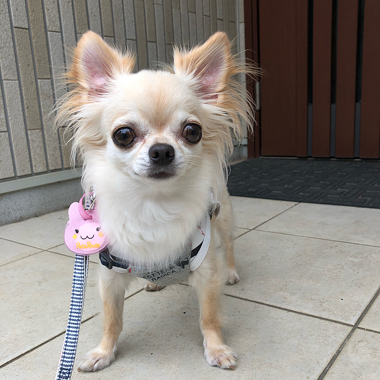 午後のお散歩から帰ってきてドアを開けるのを待っています😊
家に入っても絡みついてきて遊んでいました😊
私は親バカでデレデレです😍😍