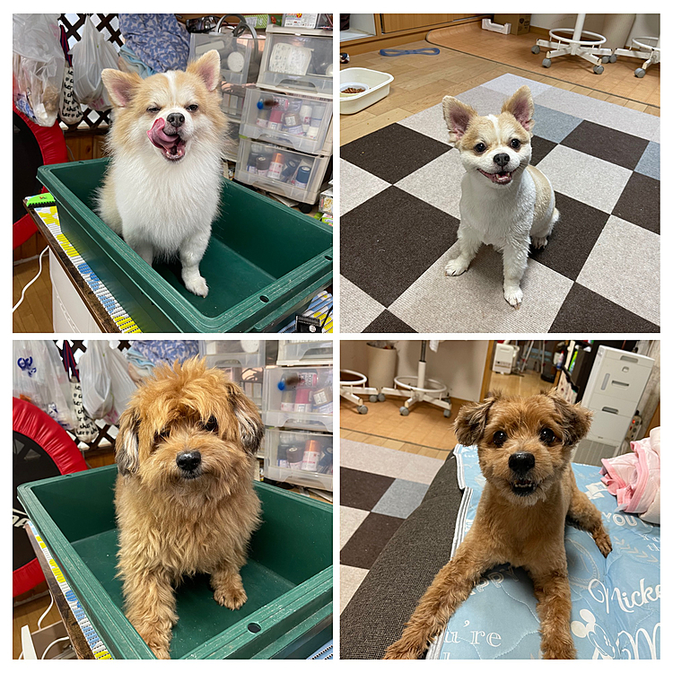 今日はオヤジ昼から休み、遊んでもらえると思いきや
セルフカットやる気満々で帰ってきた😅
やまと→しょーがねぇなーみたいな
ほくと→固まってる😓
でも二人とも手間もとらさず早々に完了
サッパリしました。