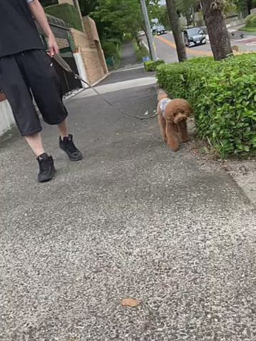 今日は朝からどんよりしていてお散歩は近所の里山になりました🐾
近所だとトボトボ歩くハッピー💦
奥まった芝生が誰もいなかったので少しだけ放牧💨💨
嬉しそうですが動画の最後何だか怪しい行動👀
よく見たら謎のキノコがたくさん🍄🍄🍄
これは危ないと早々に放牧は終了となりました🙅♀️
