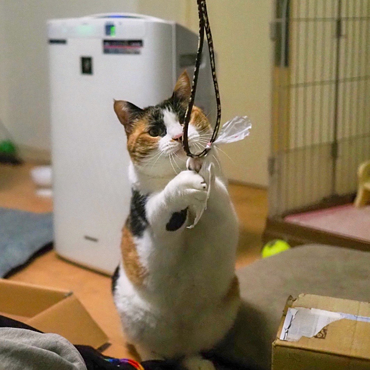 紐遊び大好き