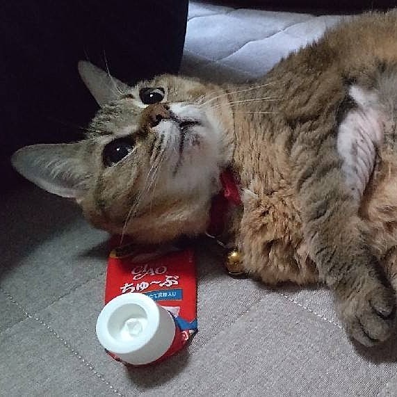 中身ないのに好きすぎて離さない