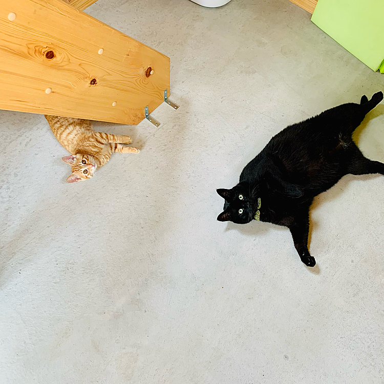 ゴロゴロ♪(=^ェ^=)
