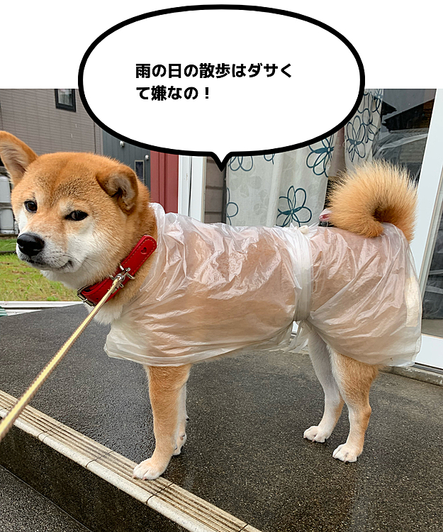 雨の日は お手製のカッパです。これでもしっかり雨避けになります。