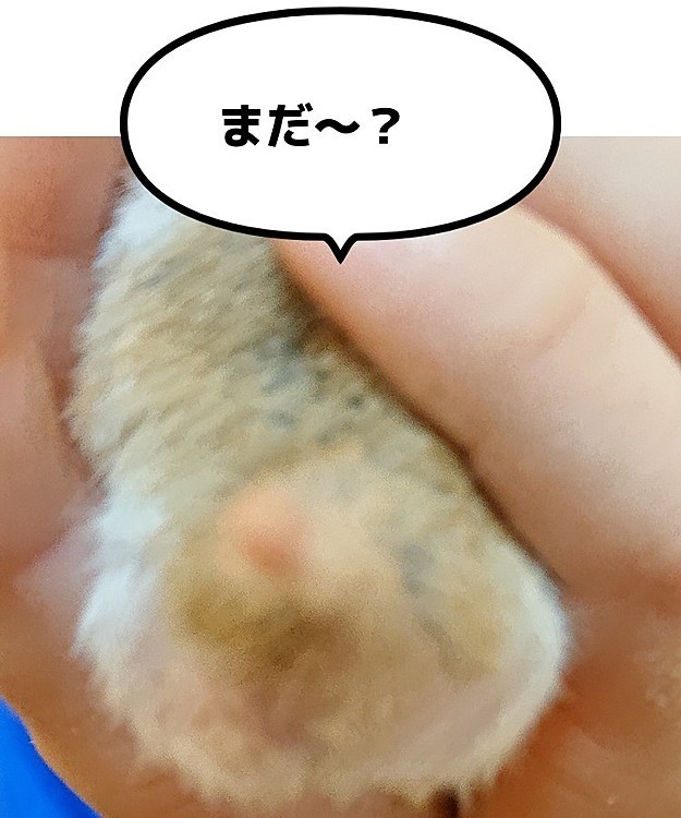 もっちゃんのハムけつ♥️