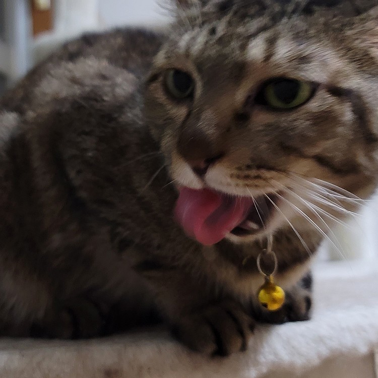 (っ`👅´c)
