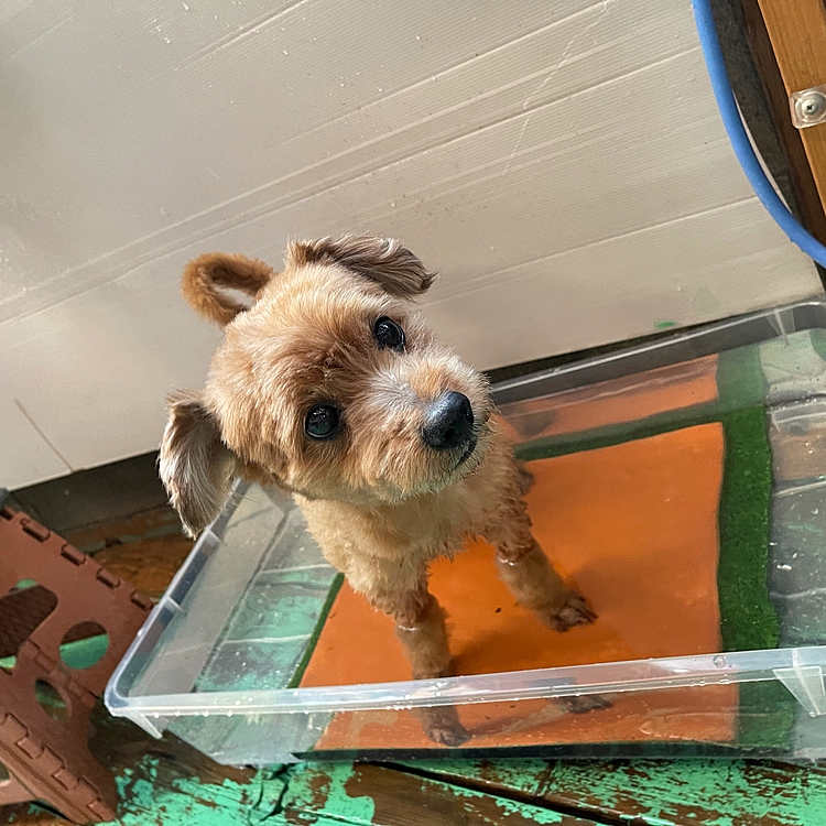 ほくと大好きな水浴び😃