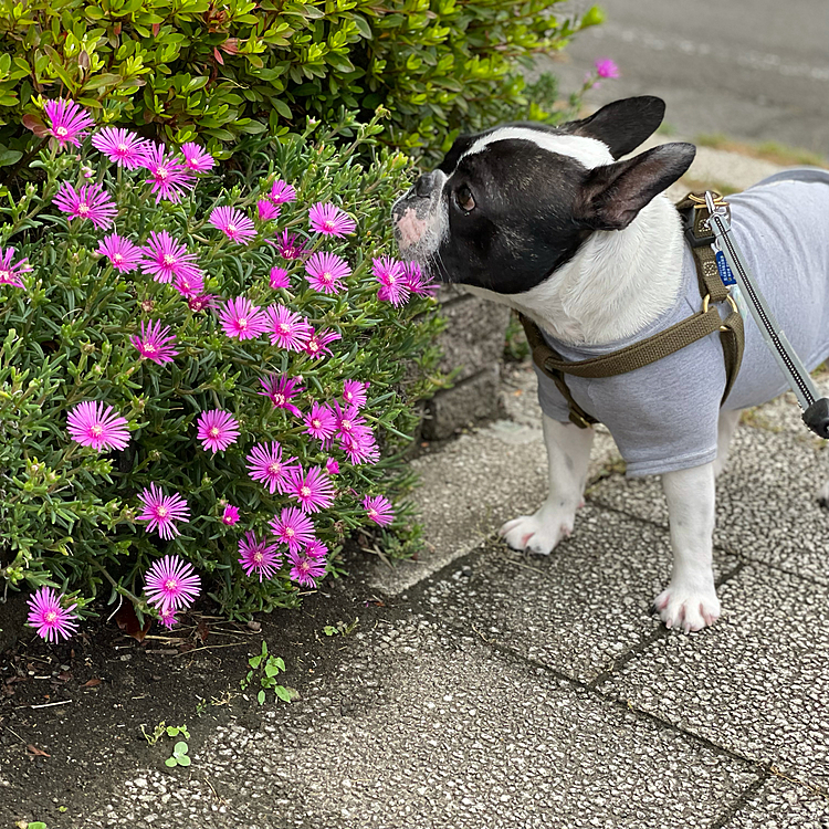 たまにはお花もクンクン。