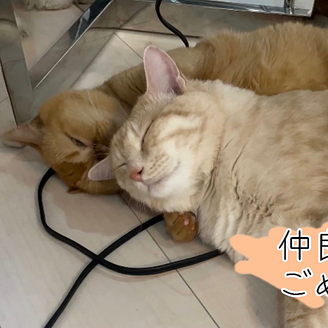本日は仲良しすぎる2匹の様子をYouTubeにUPしました🐱💓
