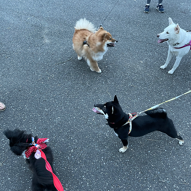 本日は10匹以上かな？挨拶できました〜✨
やっぱり夕方はたくさん会えるねぇ☺️
普段はお友だちと挨拶は土日メインだけど…来月も平日にお休み入れる予定。お散歩行けるかな？