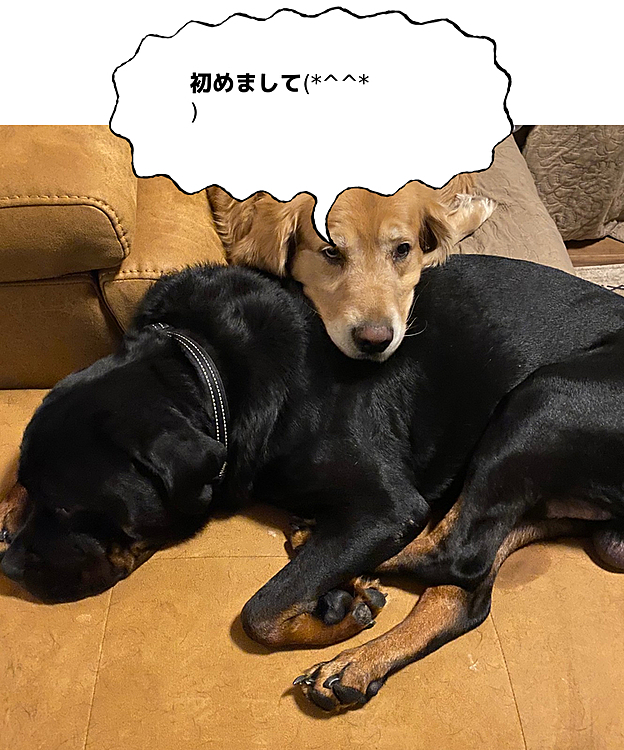 初めましてm(*_ _)m
よろしくお願いします！
一太と力太です！