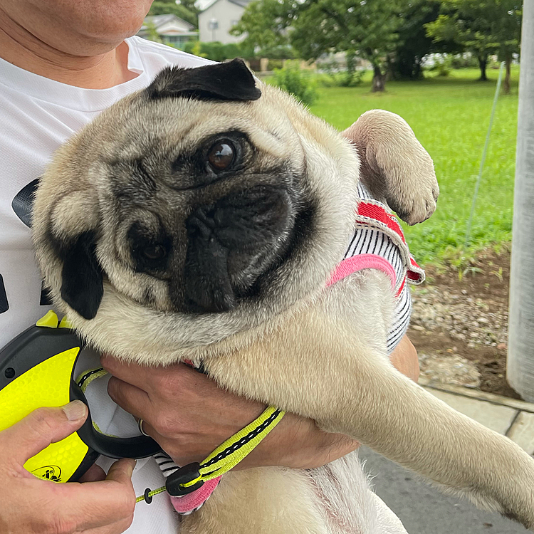 今日もししまる元気で快調、快腸💩
でも最後はとうちゃん抱っこで帰宅です🐶
5枚目の動画🎥　日曜日に出かけたパグフェスでのししまるの活躍です🤣