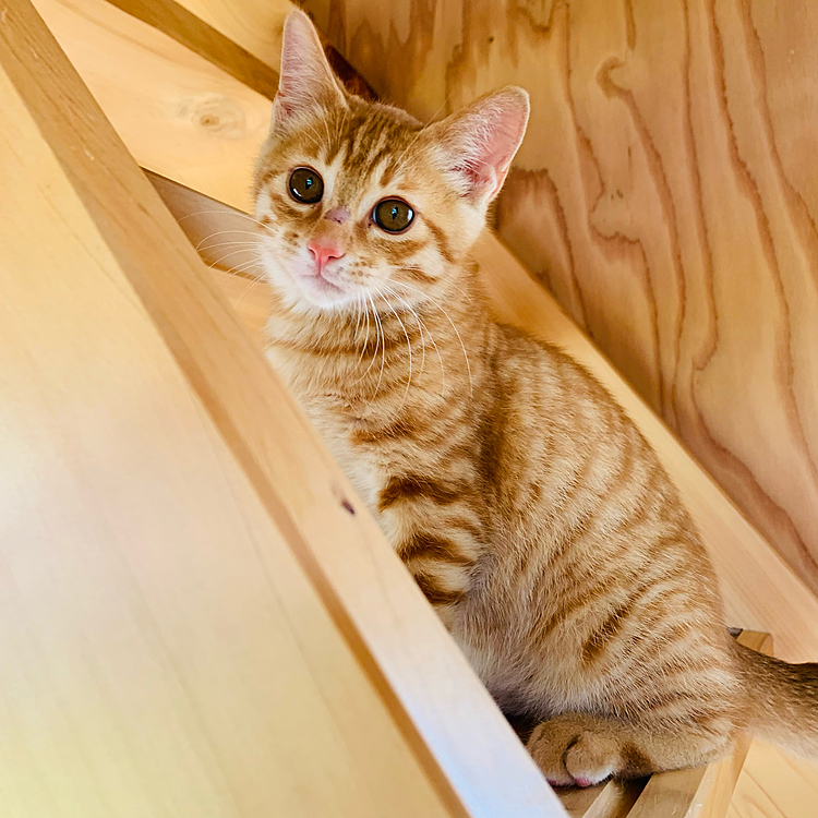 慣れてきた♪良かった(=^ェ^=)