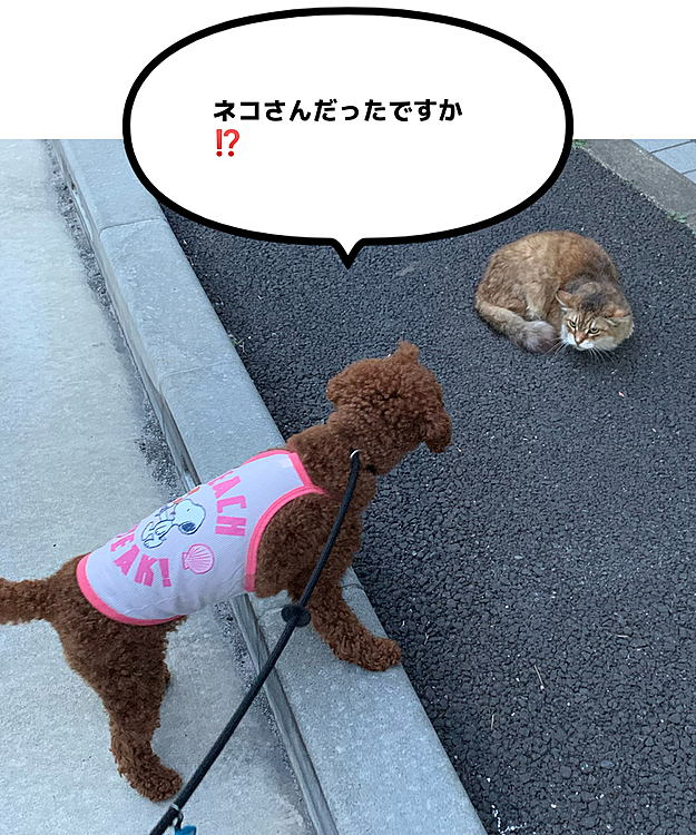 歩道側だけどクッションのようなものが落ちていました。近づくとネコちゃんでした。
自転車とか通るのにすごい度胸。