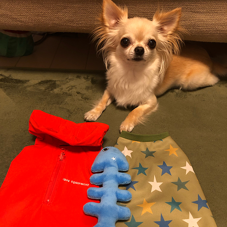 2021.7.1(木)
こんばんは😃
新しいお洋服とカッパとオモチャが届きました😊
並べたらクンクン警戒しながら見ていました😊