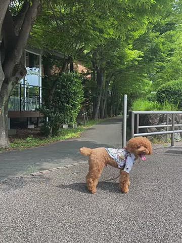 6月30日(水)
実家に用事があったので実家周りをお散歩してから訪問🐾
普段別の場所に暮らしているレアキャラのじぃじが2回目のコロナワクチン接種をしたので念の為2日ほど実家に滞在しています💦
ごろ寝するじぃじに得意の添い寝するハッピー😪
すぐに帰る予定でしたが皆でランチに行く事に🍽
テラス席のみ🐶🆗なんですが、途中でザッと通り雨☔️大きなパラソルでしたがヒヤヒヤしました⛱
最後の3枚ママがトイレに行った方向をずっと見るハッピー👀
お店の外からハッピーと呼ぶと振り向きその後は2足歩行です😆