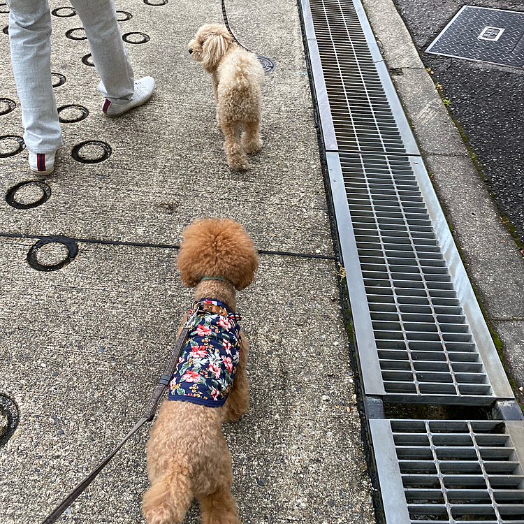 7月1日(木)
昨夜から結構激しく雨が降りましたが何とか午前中は大丈夫そう✨
急いで準備して出掛けると同じマンションの🐶とパパさん♪