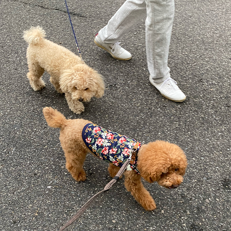 このトイプーくんまだ2歳前くらいですが、ビビりくんで人や🐶にいつもワンワンしちゃいます💦
ハッピーとは5〜6回は会っているのですが毎回ワンワン、今日も最初ウーされましたが一緒にお散歩楽しみました💕
お互いクンクンご挨拶もしたしこれで仲良くなれるかな🍀