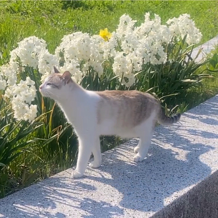 このお花いい匂い♪