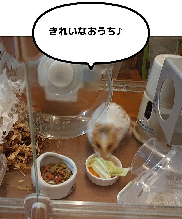 昨日の夜、もっちゃんのゲージの掃除をしました！
もっちゃんは大暴れするので、床材は少なめです☝️
↓は今日のゲージの様子です😁
