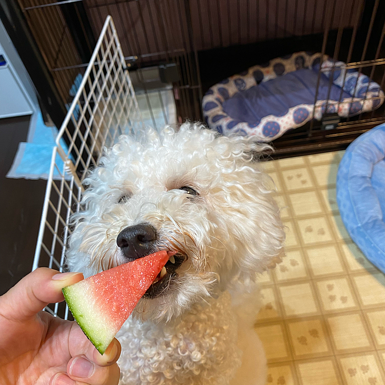 スイカ大好きなもこです🥰
