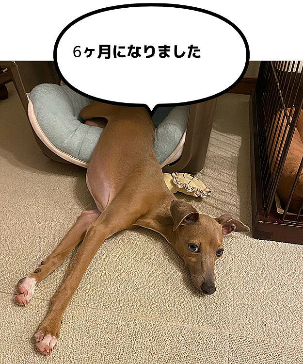 今日もマイロのクレートに空き巣に入って…