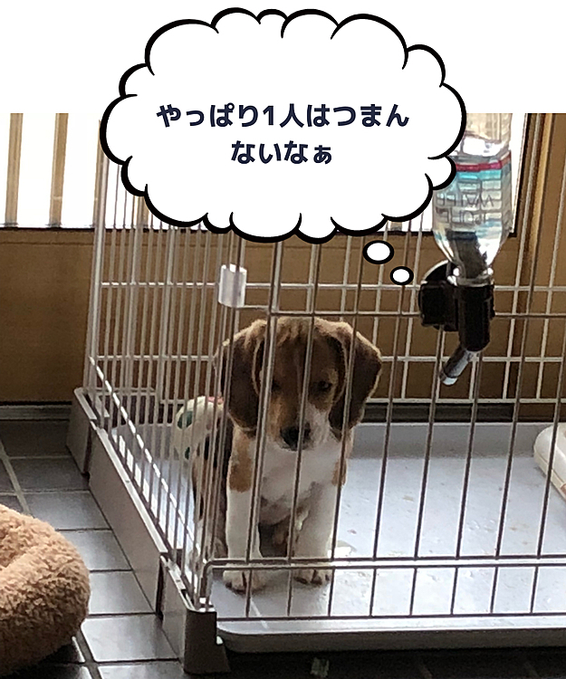 ボールで遊んでて、汚しちゃったよ🥺💦
ごめんなさい🐶