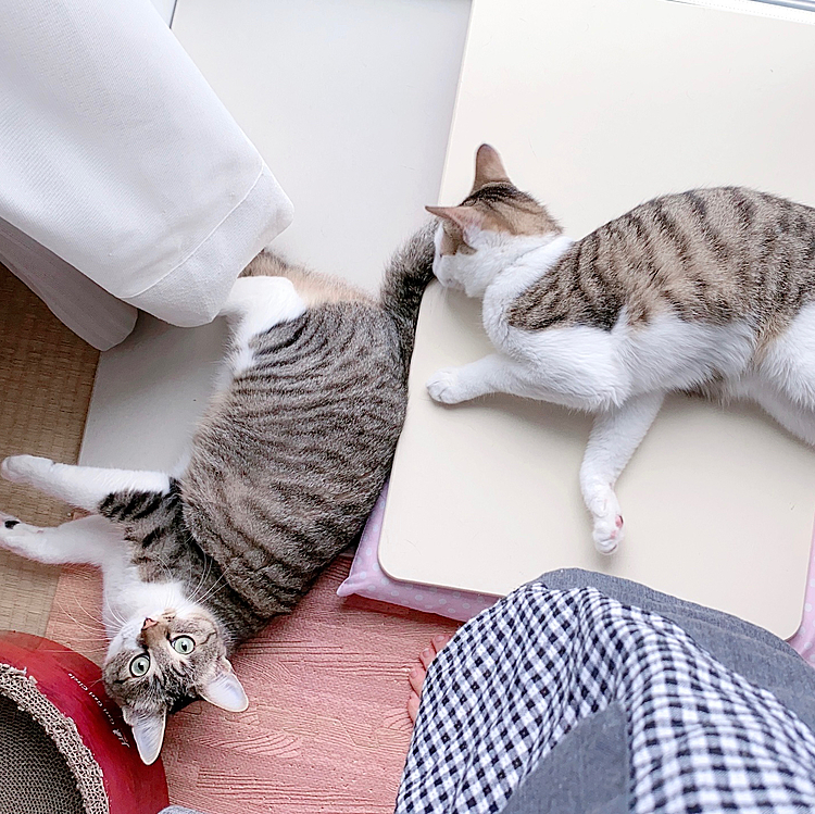 2人で朝のごろーん😁2人ともカメラ目線だったら良かったのにな〜👀