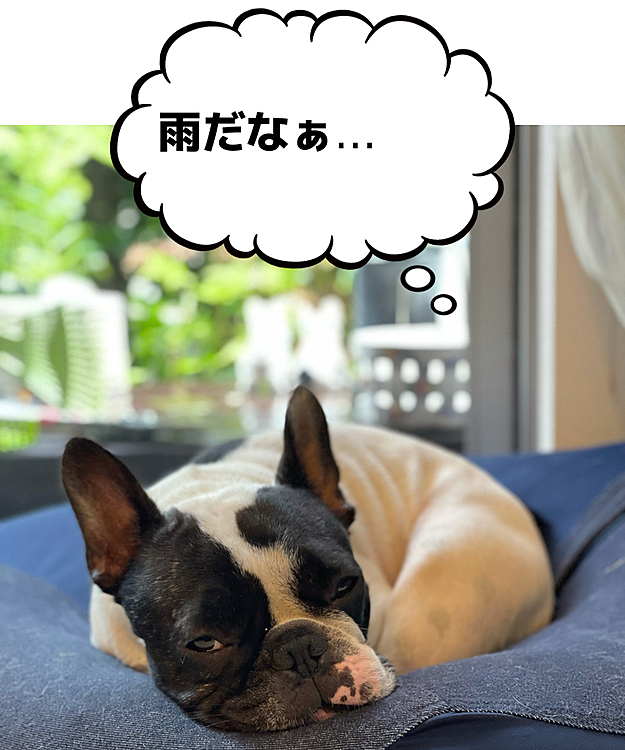 昨日に続いて今朝も本降りの雨が止まないまろ地方です☔️
