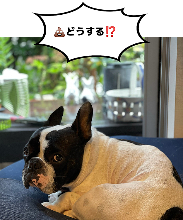 一日中雨の予報で💩外派のまろはピンチです😅