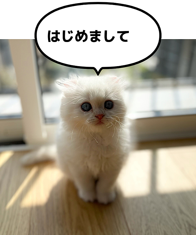 アメリカンカールのおこめと申します！よろしくお願いします！