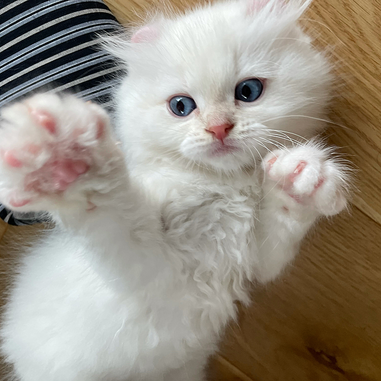 初めまして。アメカのおこめです。よろしくおねがいします！