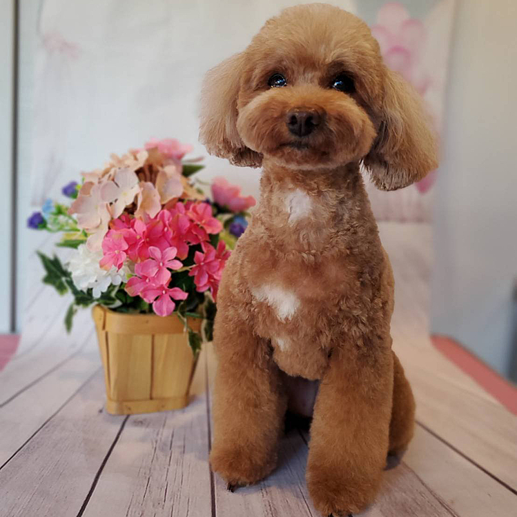 モコちゃんトリミング行きました❣️
可愛くなりました🥰