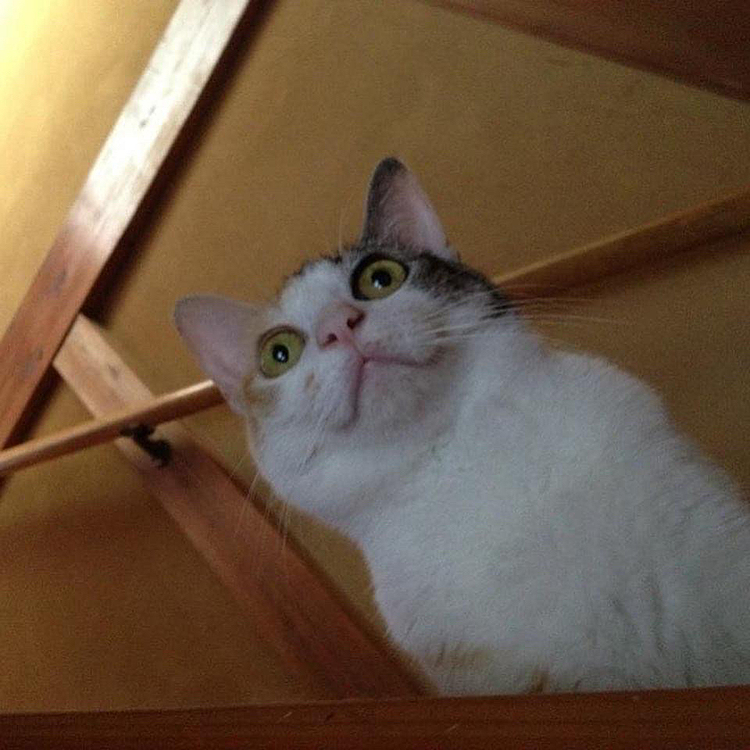 ちーちゃん　