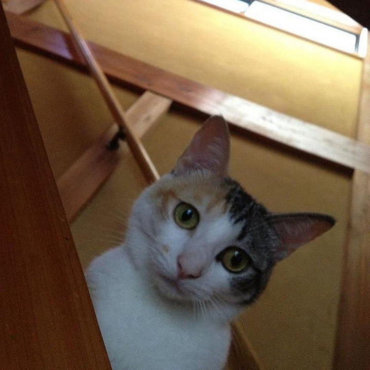 ちー、階段から見下ろす。