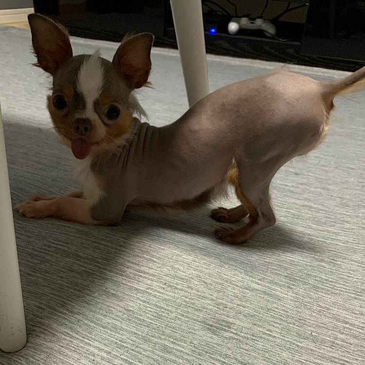 セクシーポーズ💖ぽえるに対して戦闘モードのしえる😆いつも負けるのに🤣