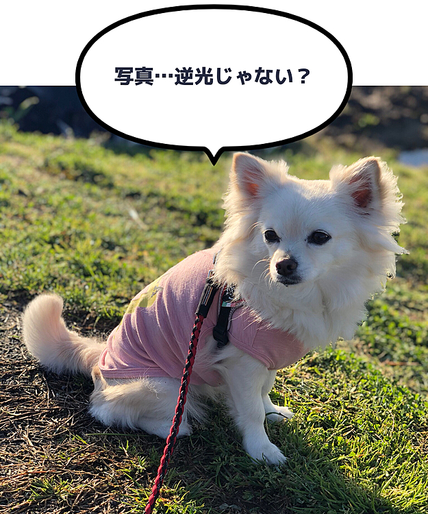 おはようございます😊🐶
今朝は快晴やね〜☀️
爽やかな朝ん歩だったよ〜🐾👣
今日はトリミング行くよ🚗