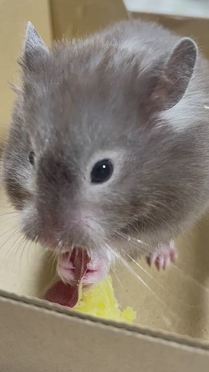 お芋🍠モグモグココちゃん🐹
毛色が変わってきて伸びてきたね☝️