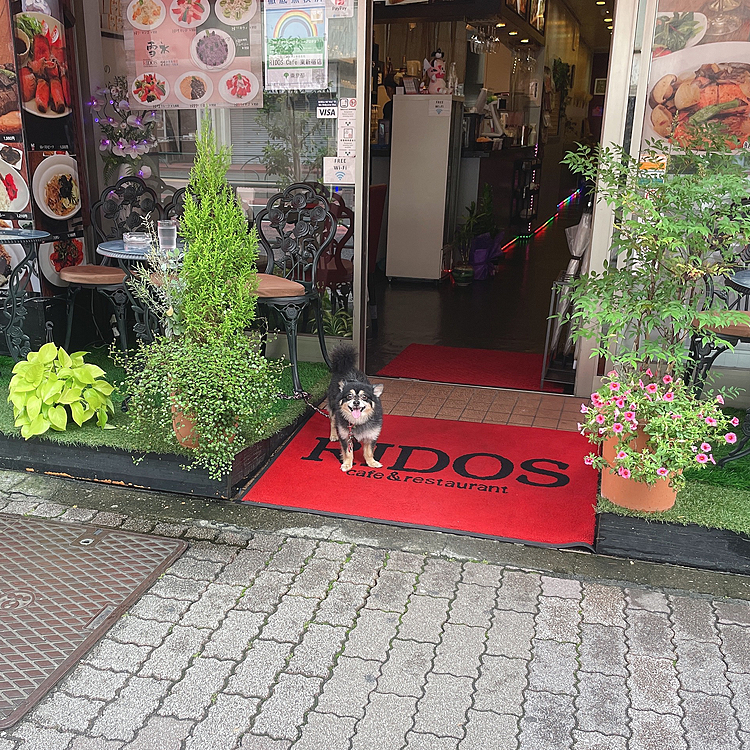 家の斜め下あたりに、
犬連れ可のカフェ？韓国料理屋？さんが出来ました🐶⭐

テラスのみわんこOKとの事🐾

家から徒歩10秒くらいです。笑

お散歩帰りに寄ってみました😊

