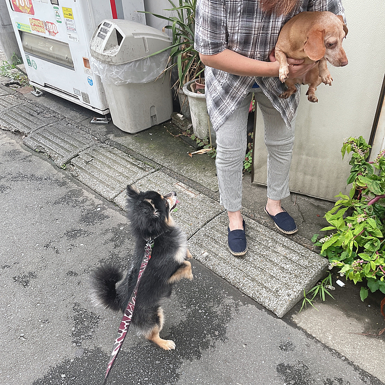 
数日雨だったのもあって
いつも以上にたのしそうなお散歩🐯🌸

オトモダチめがけてタッチ🤣笑

楽しそ〜🤣

