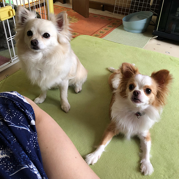 こんにちは☁️
小雪＆小春は朝からシャンプー🧴へ行くので
裸族でした🎵
