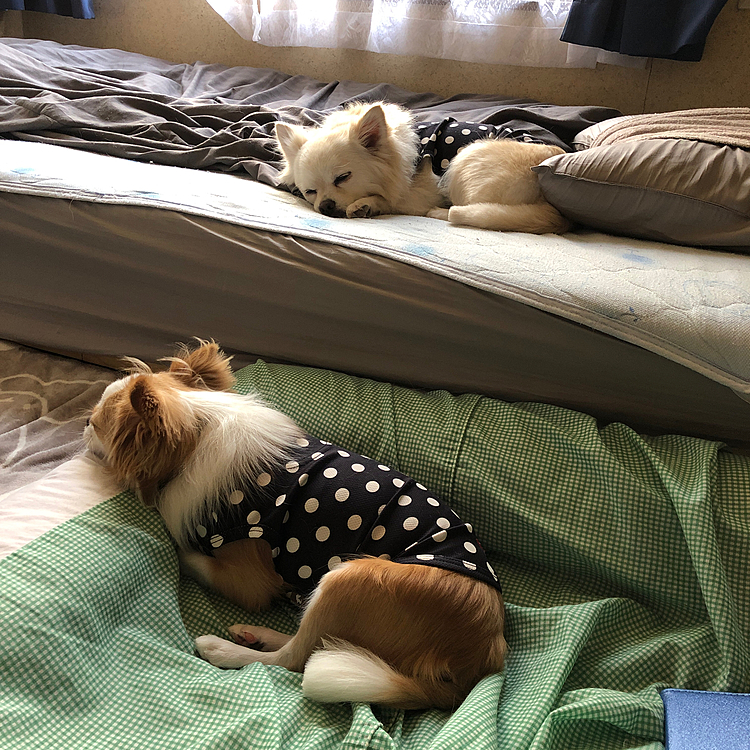小雪＆小春、お利口さんにシャンプー🧴頑張りました✨
疲れてお昼寝💤
その間に私もカットに行ってきました✨
今日はみんなサッパリしたね😆