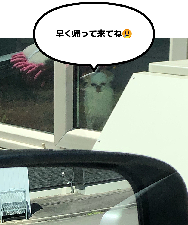 出発前、こっちを覗くポコちゃん🐶
ごめんね〜💦
お利口さんしててね☺️💓