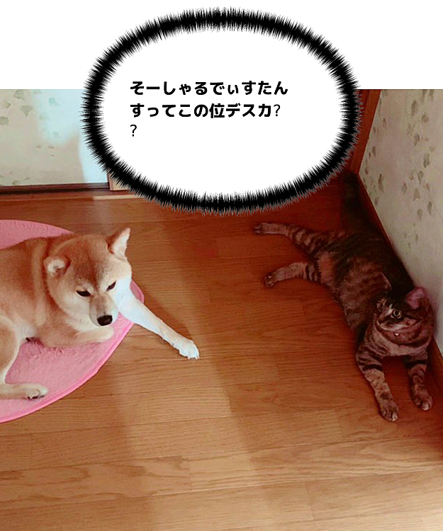 我が家のかわい子ちゃん達はソーシャルディスタンスをしっかり守っています😅(ケンカばかり·····)