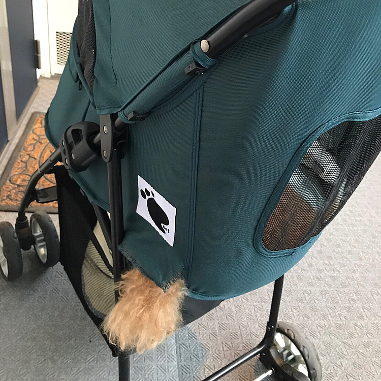 カートから尻尾がのぞいてるのが
チャームポイント👍
…
って、そーじゃねーだろ😲

カートに穴があいちゃった😱
そろそろ買い替えないとかな。
でかプーのニコには少々狭かったかな。
