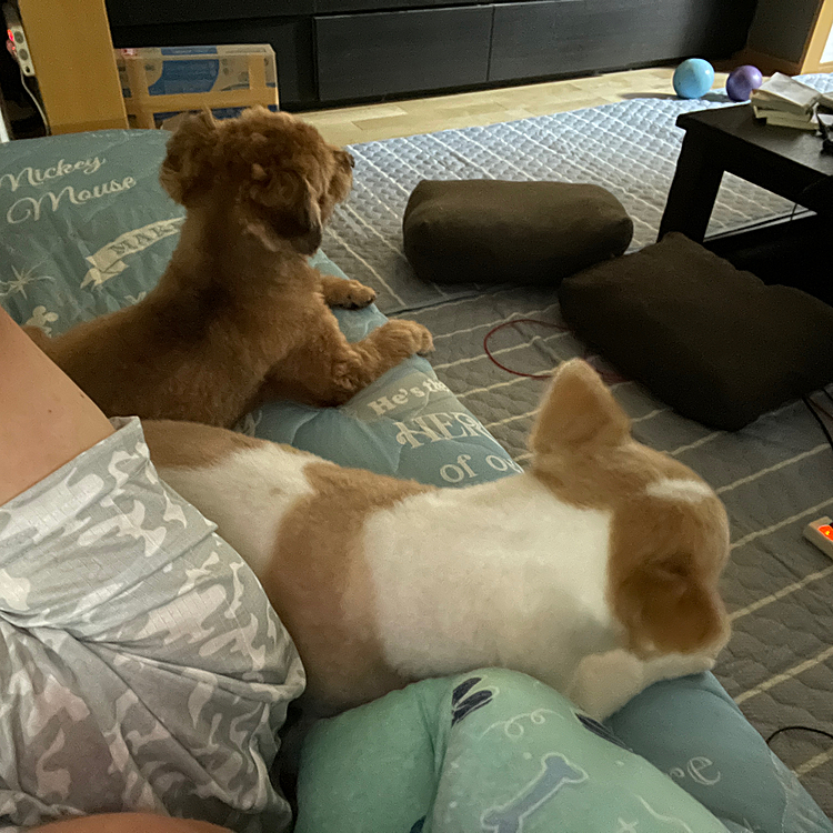 日曜オヤジといっしょにゴロゴロ😅
あなた達、少しは動きなさい😧