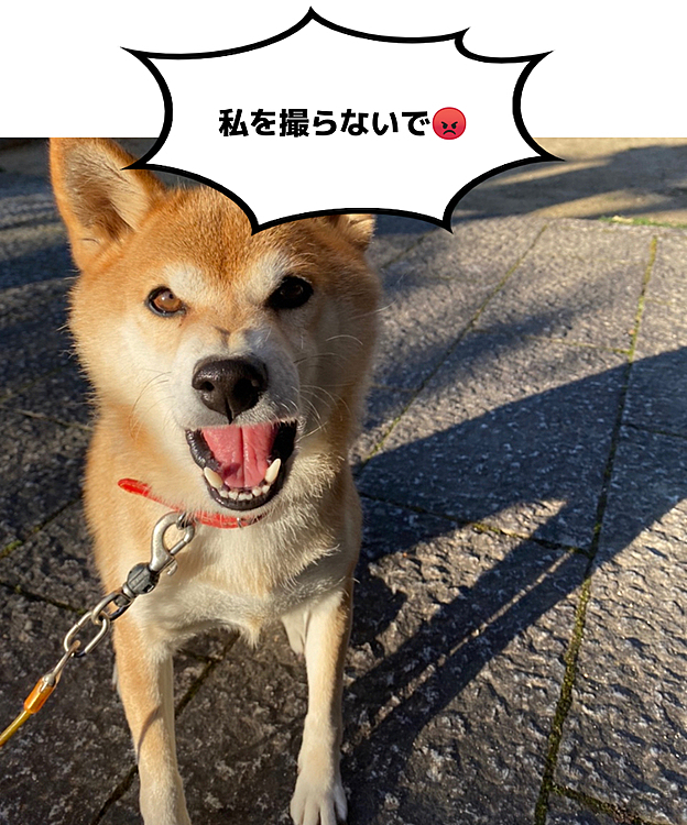 以前、帰省した時に奇跡的に撮れた顔📸
にしても、顔やばい笑