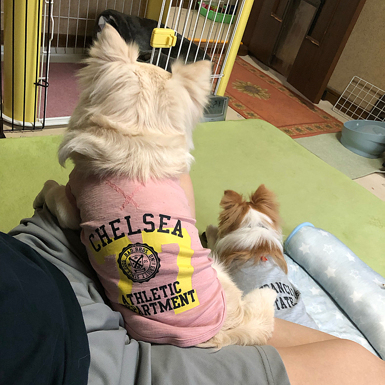 こんにちは😄
昨日とは逆に、今朝は…
小春がガジガジしてる鹿の角を
小雪が順番待ちしてました🐶
小雪よ…脚の上で待つのやめてくださる❓🤣