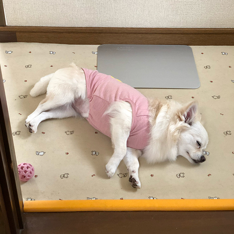 お散歩の後、廊下で行き倒れな小雪😂